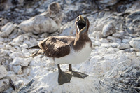 Galapagos